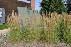 Calamagrostis acutiflora 'Karl Foerster' — photo 2